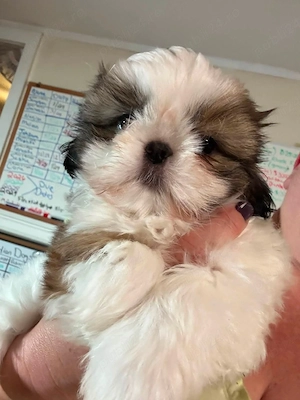 catelusi vanzare shih tzu 8 saptamni 