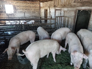 vănd porci