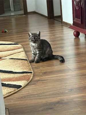 pisici britis shorthair tabby si point  - imagine 3