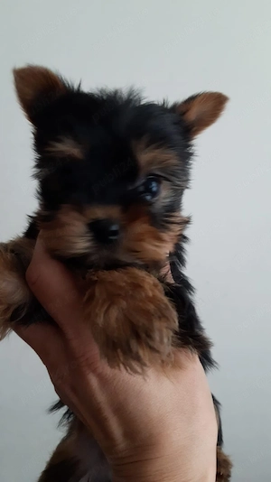 Yorkshire terrier superbi 