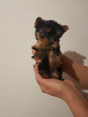 Yorkshire terrier talie mica 