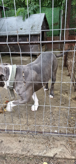 donez amstaff blue - imagine 2