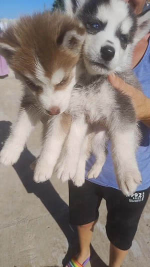 vand husky siberian PRET NEGOCIABIL  - imagine 5