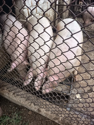 Porci de taiat - imagine 3