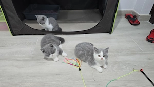 British shorthair, puiuți disponibili - imagine 2