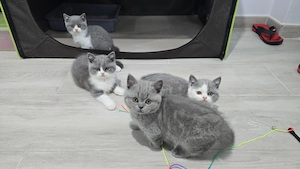 British shorthair, puiuți disponibili