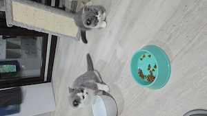 British shorthair, puiuți disponibili - imagine 3