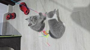 British shorthair, puiuți disponibili - imagine 4