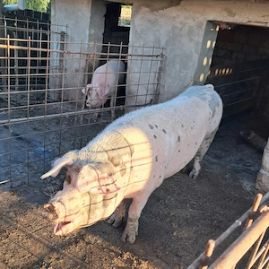 Porc de vanzare - imagine 2