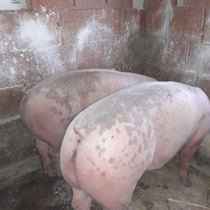 porci mari 
