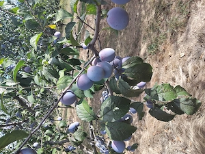 Prune anna-spet 