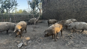 PORCI MANGALIȚA   de vânzare pentru Crăciun - imagine 4