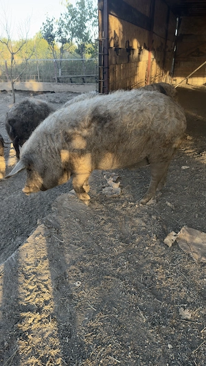 PORCI MANGALIȚA   de vânzare pentru Crăciun - imagine 3