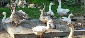 vand gâște bibilici fazani