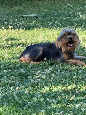 mascul yorkshire terrier talie mica - imagine 5