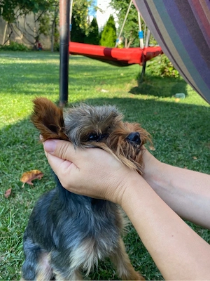 mascul yorkshire terrier talie mica - imagine 2