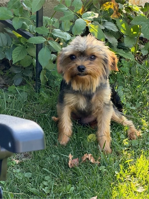 mascul yorkshire terrier talie mica - imagine 3