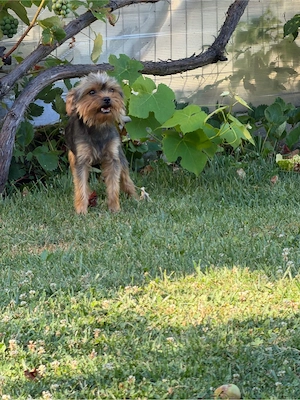 mascul yorkshire terrier talie mica - imagine 4
