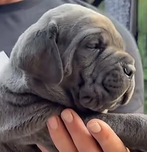 Căței Cane Corso 