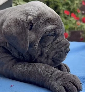 Căței Cane Corso  - imagine 3