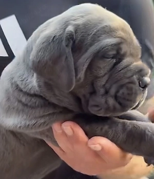 Căței Cane Corso  - imagine 2