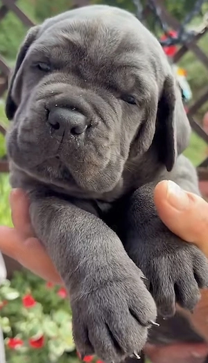 Căței Cane Corso  - imagine 5