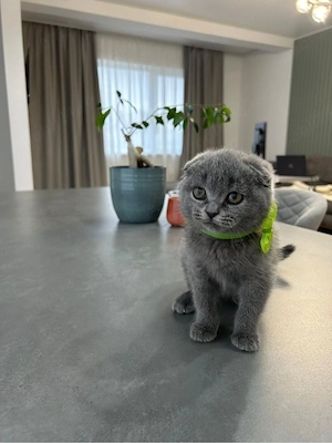 Motanel Scottish fold  - imagine 3