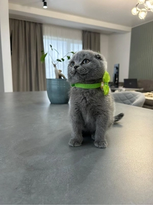 Motanel Scottish fold  - imagine 2