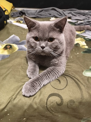 Pisicuț British shorthair  - imagine 2