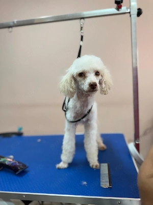 Băieți poodle-caniche  alb-apricot si maro - imagine 2