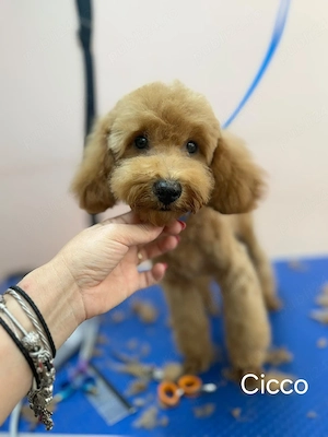 Poodle fete si baieti roscati - imagine 2