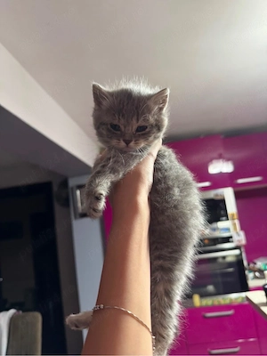    Puișori British Shorthair disponibili!    - imagine 2