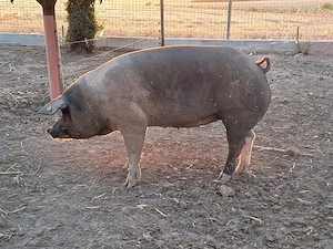 porci bazna - imagine 2