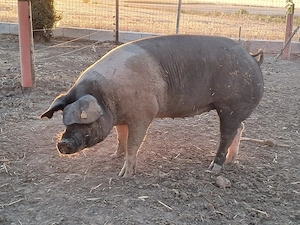 porci bazna