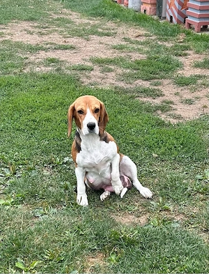 Cățelusa Beagle - imagine 4