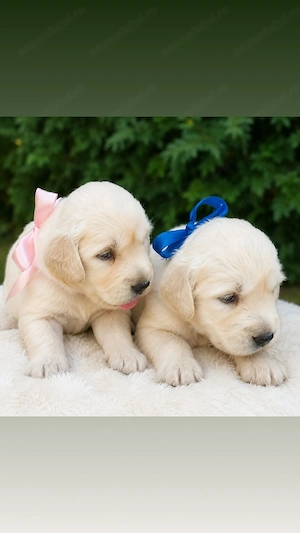 Golden Retriever 