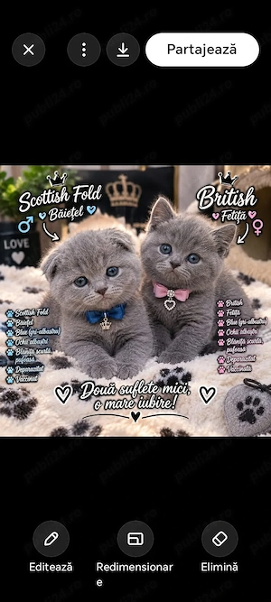 Pisicuțe Brittish superbe 