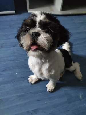 Vand Shih Tzu femelă - imagine 4