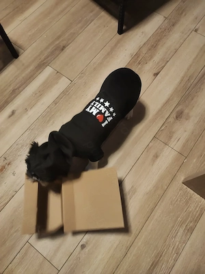 Vand Shih Tzu femelă - imagine 2