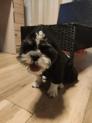 Vand Shih Tzu femelă - imagine 3