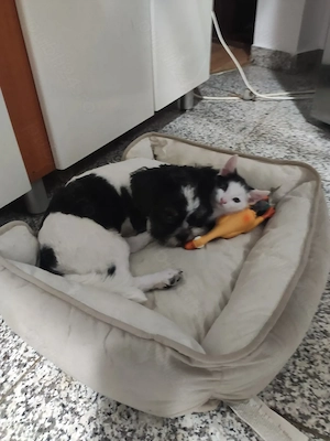 Vand Shih Tzu femelă - imagine 5