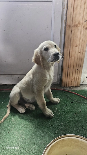 Golden retriever