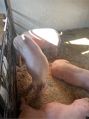 porci de vanzare 