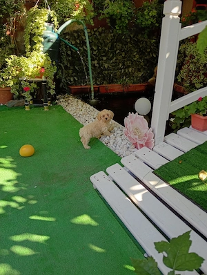 Vand catelus maltipoo