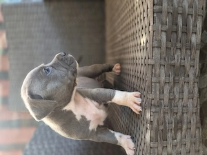 Catei Amstaff Blue  - imagine 2