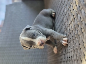 Catei Amstaff Blue  - imagine 3