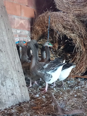 vand sau schimb gâște și gâscani Toulouse 