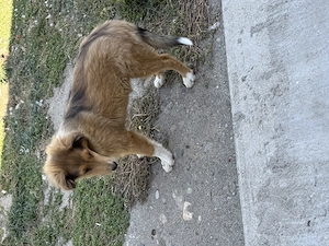 Vând căței Collie Rough - imagine 2