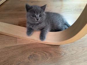 British shorthair 