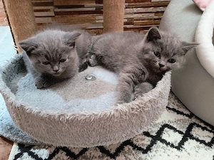 British shorthair 